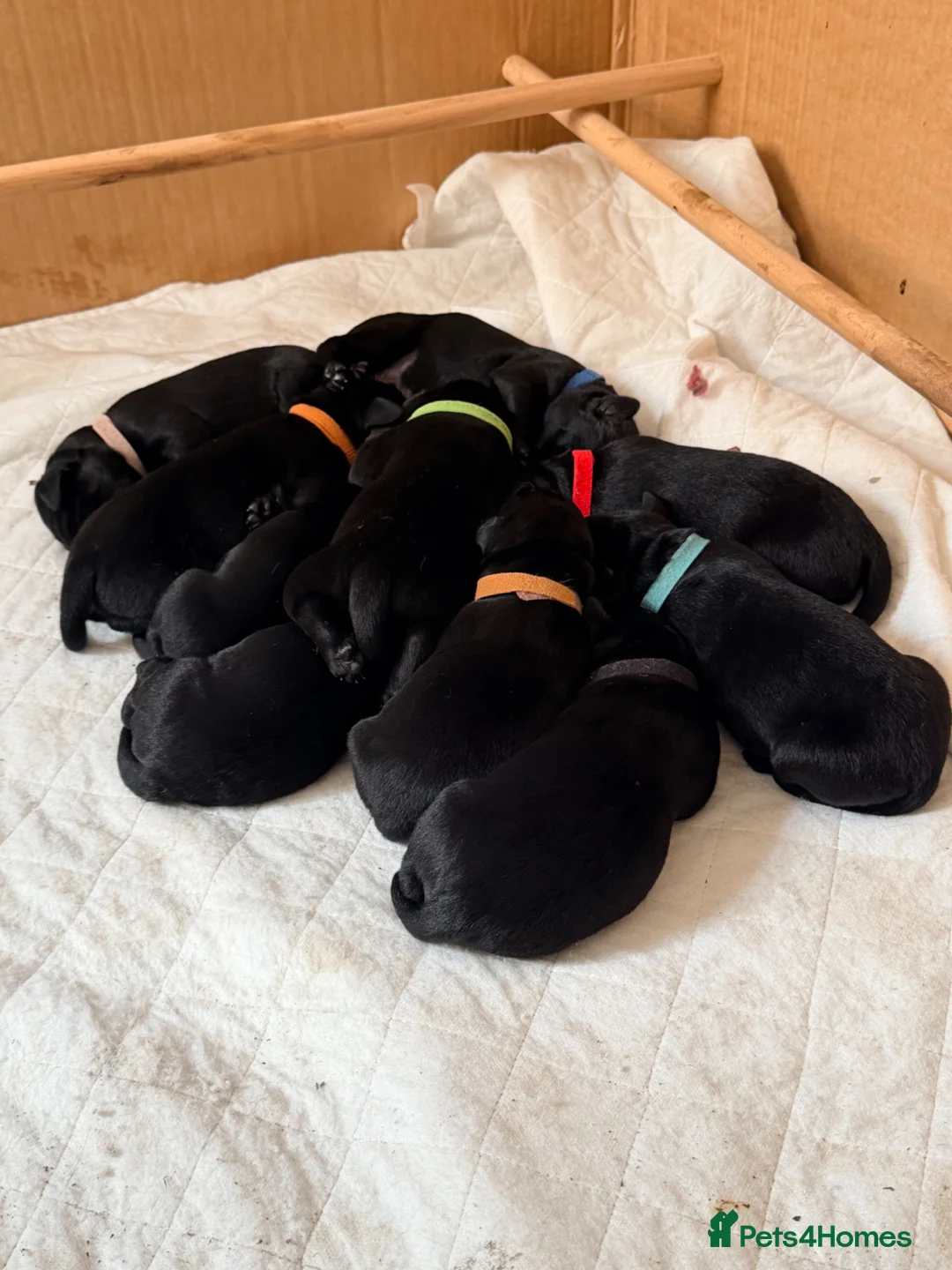 Labrador Retriever dogs for sale: KC Working Black Labrador Puppies  in Fordingbridge - Advert 12