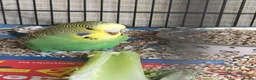 Budgerigars birds for sale: Baby Budgies boy and girl - Advert 1