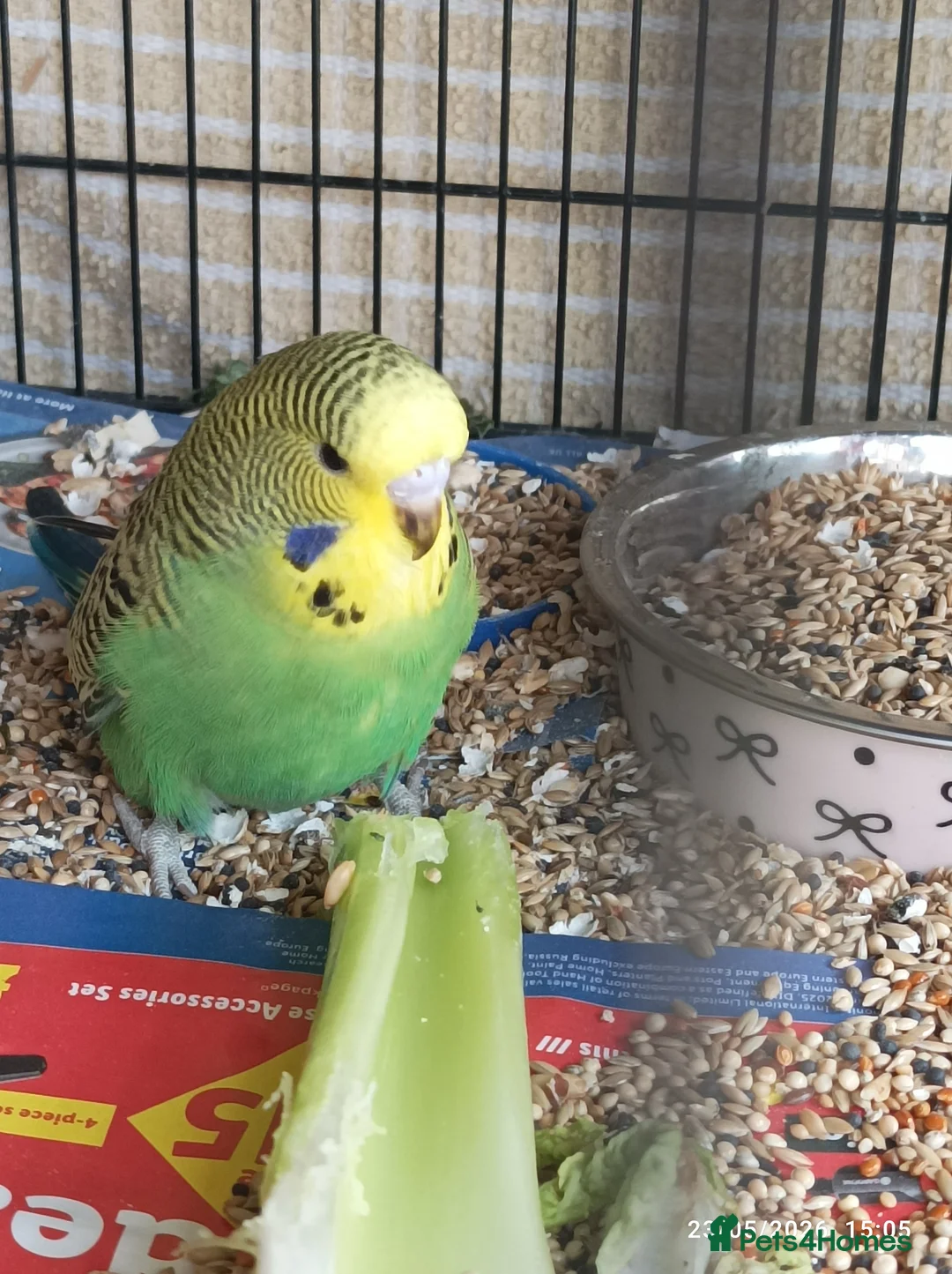 Budgerigars birds for sale: Baby Budgies boy and girl - Advert 1