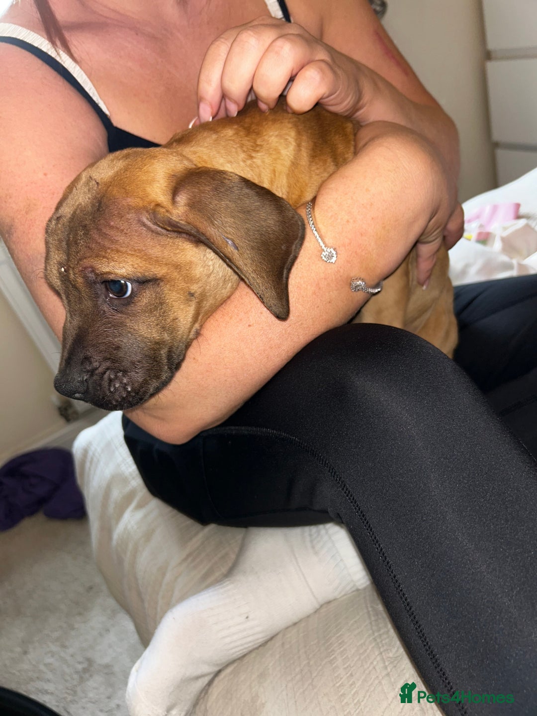 Staffordshire Bull Terrier dogs for sale: Staffordshire bull terrier sky  - Image 6