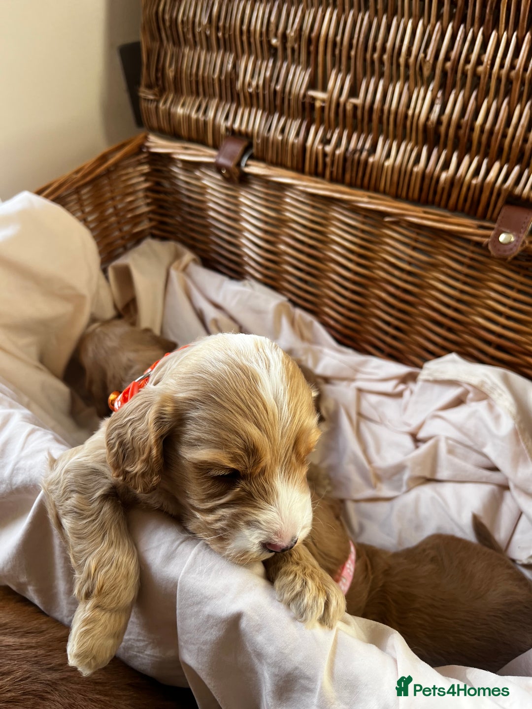 Cockapoo dogs for sale: Beautiful Golden Cockerpoo Puppies 2 Girl & 4 Boy - Image 5