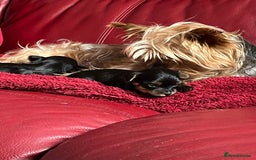 Yorkshire Terrier dogs for sale: Beautiful miniature Yorkie Biewer terriers - Image 2