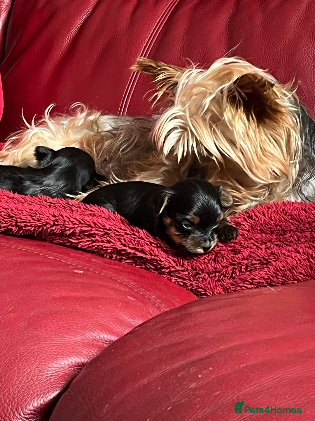 Yorkshire Terrier dogs for sale: Beautiful miniature Yorkie Biewer terriers - Image 2