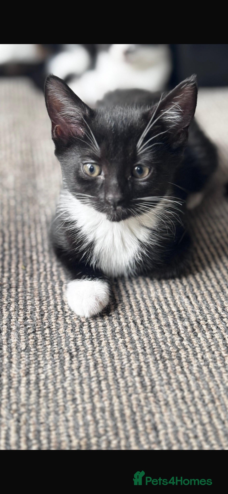 Mixed Breed cats 🐾 Two Lovely Tuxedo Kittens Looking for Home 🖤🤍 - Advert 1