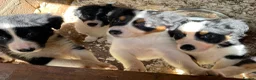 Border Collie dogs for sale: Stunning Border Collie Puppies in Honiton - Advert 3