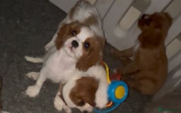 Cavalier King Charles Spaniel dogs for sale: King Charles cavalier  in Arundel - Image 22