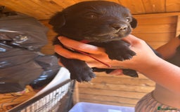 Mixed Breed dogs for sale: Rottie cross lab  - Image 15