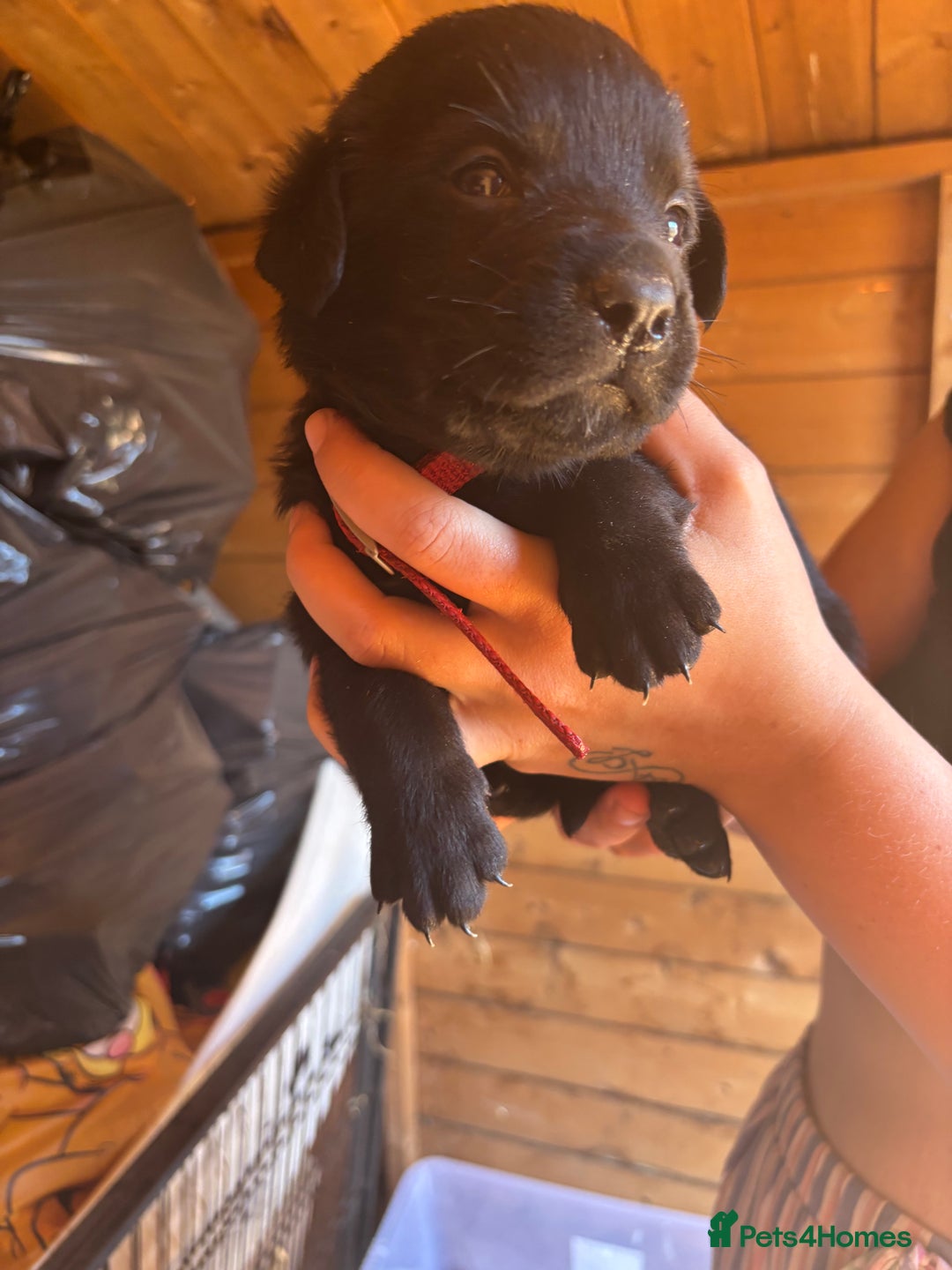 Mixed Breed dogs for sale: Rottie cross lab  - Image 15