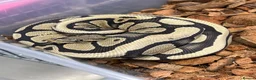 Python Snake reptiles for sale: Royal Pythons and other Pythons At Urban Exotics  - Advert 4