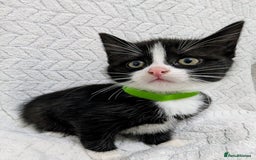 Mixed Breed cats for sale: Adorable Kittens Ready for Their Forever Homes! 💕 - Image 6