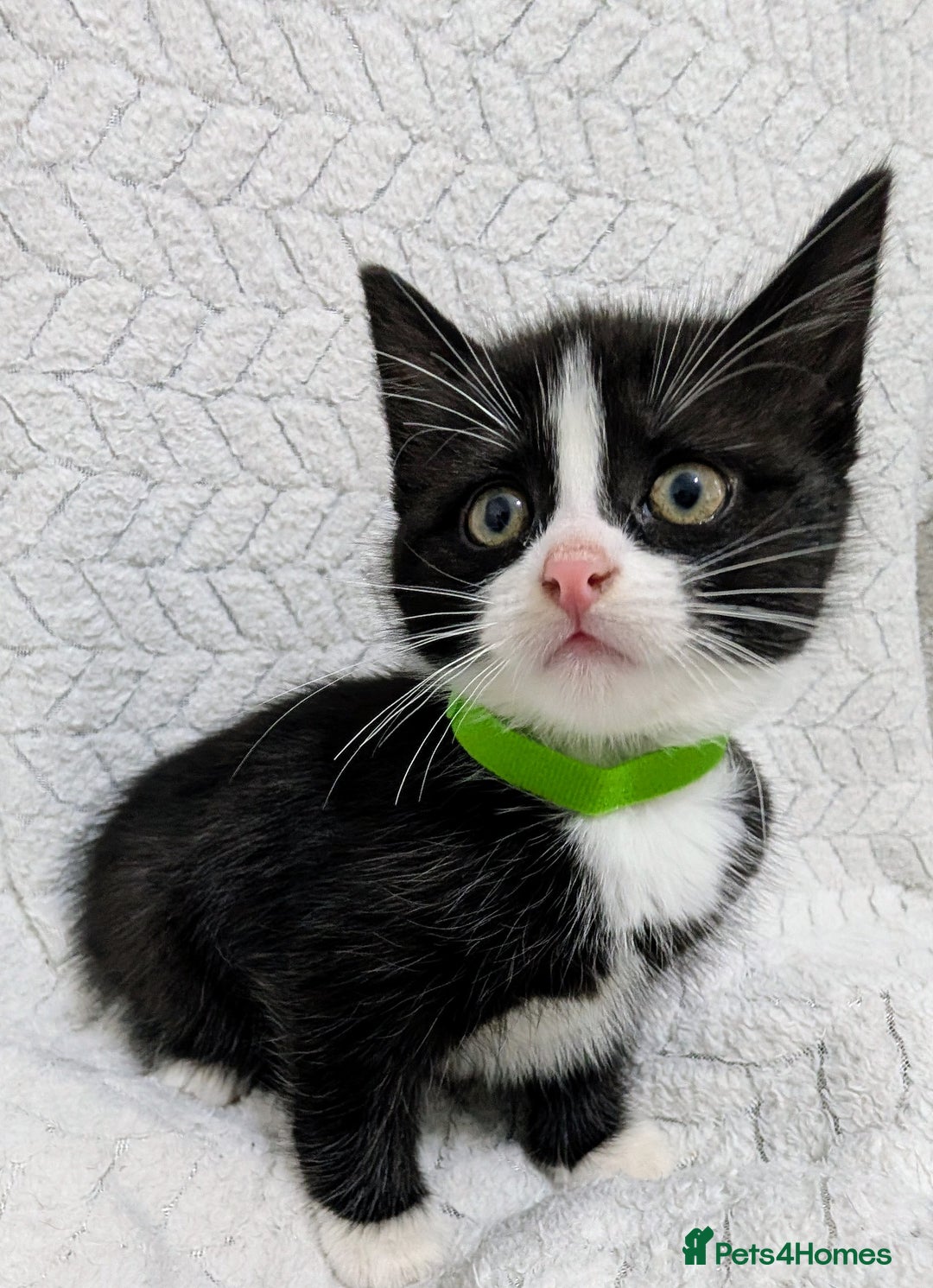 Mixed Breed cats for sale: Adorable Kittens Ready for Their Forever Homes! 💕 - Image 6