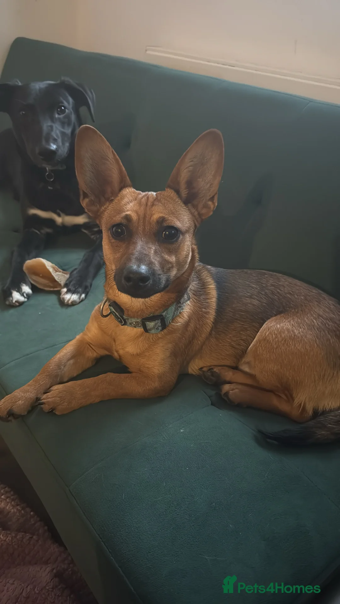 Mixed Breed dogs for sale: Ronnie  - Advert 4