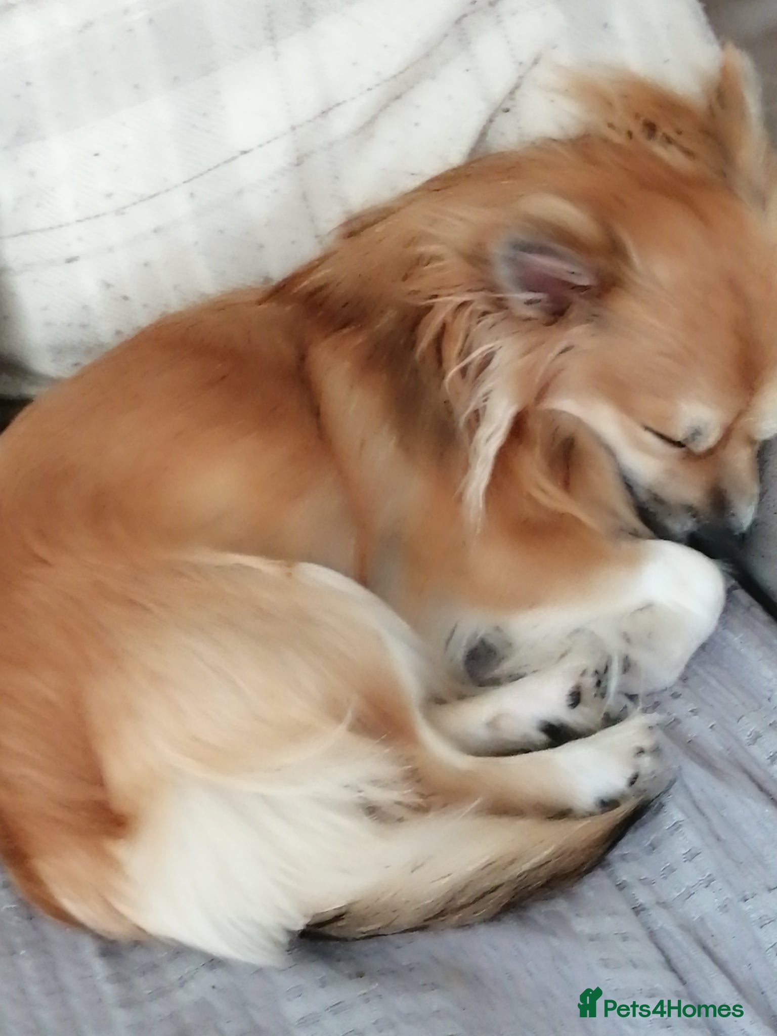 Chihuahua dogs for sale: Chihuahua puppy  in Okehampton - Advert 3