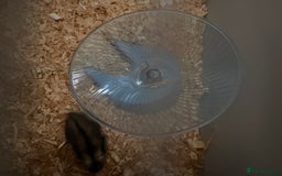 Hamster rodents for sale: Russian dwarf hamster  - Advert 3