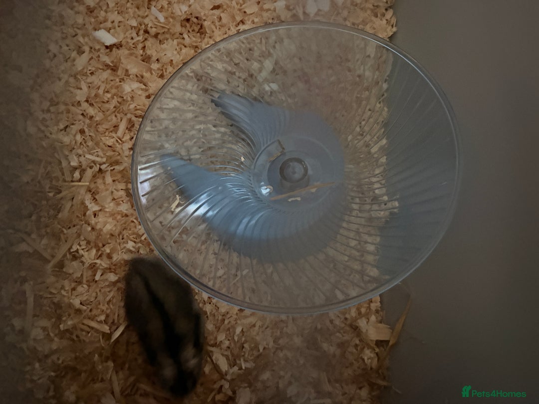 Hamster rodents for sale: Russian dwarf hamster  - Advert 3