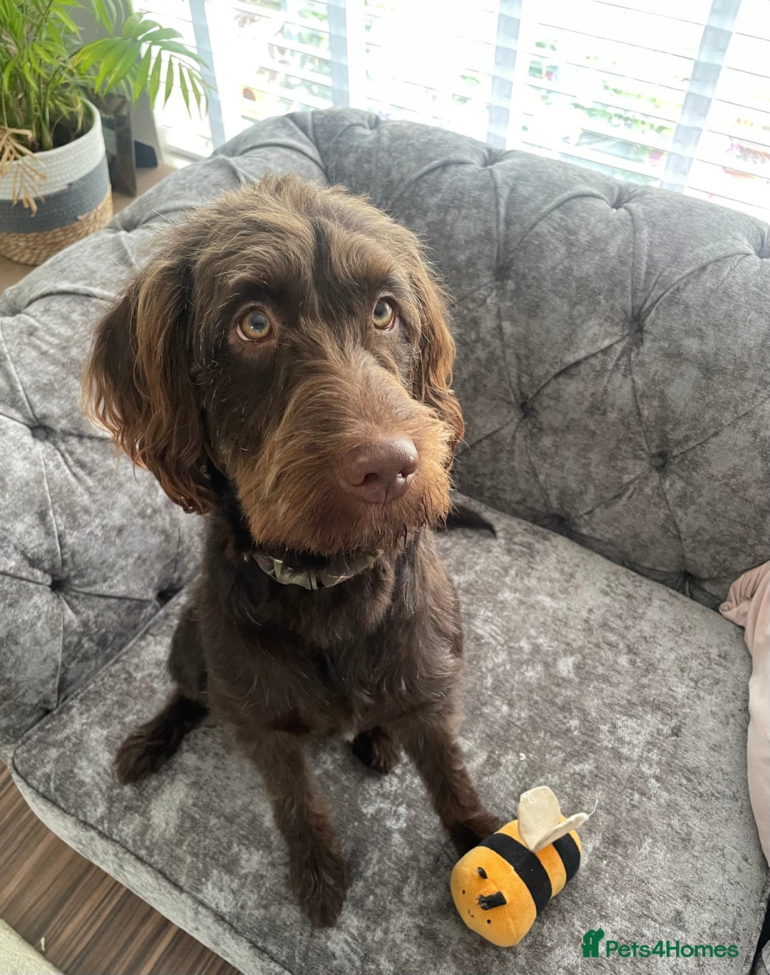Australian Labradoodle dogs for sale: Australian Labradoodle 12 months - Image 1