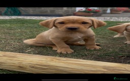 Labrador Retriever dogs for sale: 11 Exceptional Labrador Puppies - Image 4