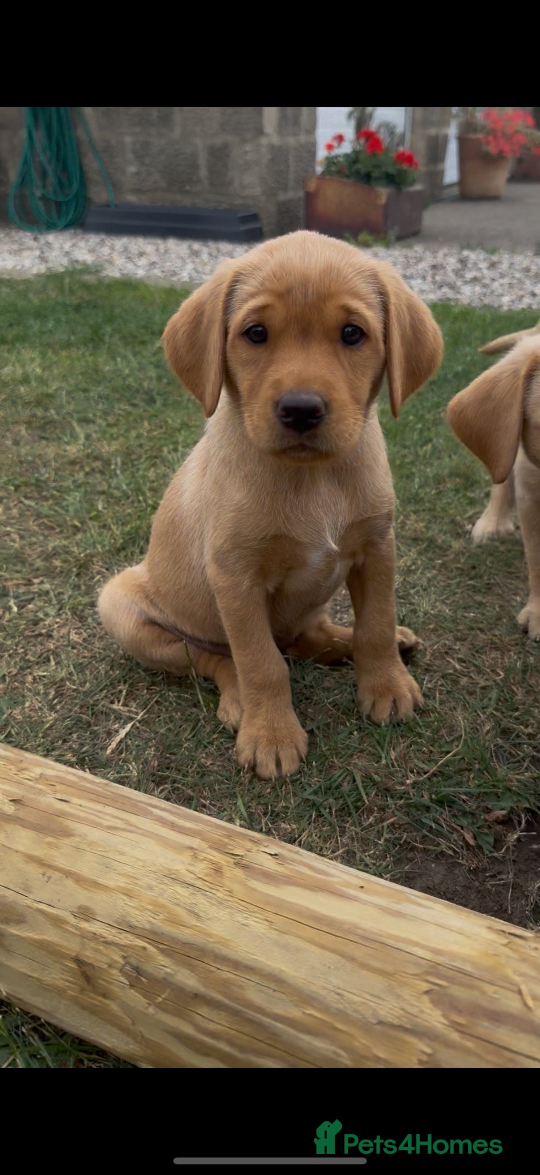 Labrador Retriever dogs for sale: 11 Exceptional Labrador Puppies - Image 4