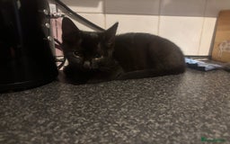 Mixed Breed cats for sale: 2 black Cats for sale  - Image 1