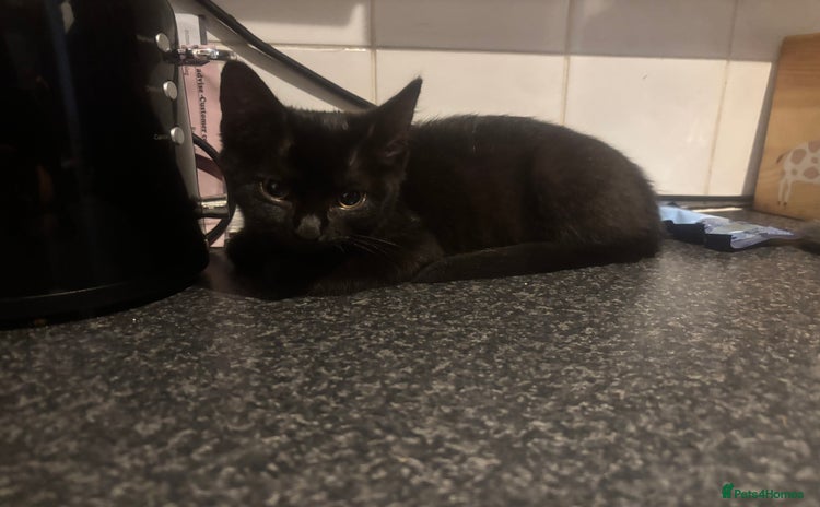 Mixed Breed cats - Advert 16