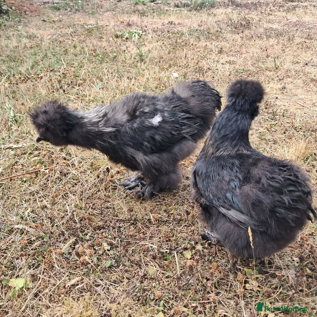 Chickens poultry for sale: Silkies black and white in Woodbridge - Advert 2