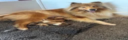 Rough Collie dogs for sale: KC Registered sable and white rough collie puppies - Advert 6