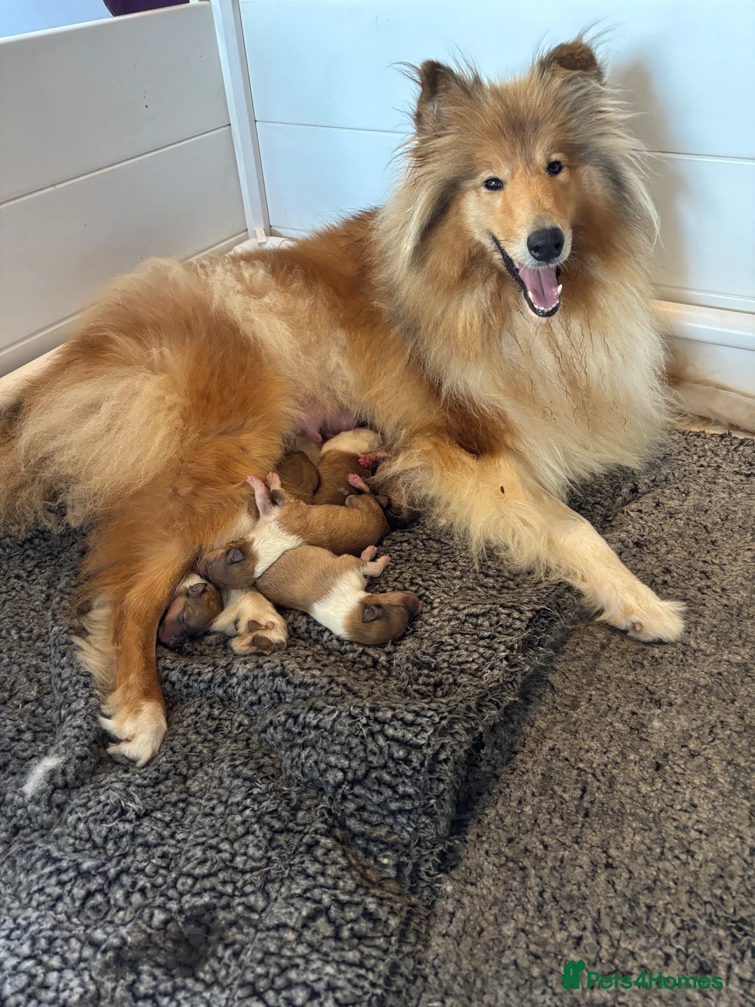 Rough Collie dogs for sale: KC Registered sable and white rough collie puppies - Advert 6