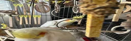 Cockatiels birds for sale: LUTINO COCKATIELS (2) WITH CAGE AND FOOD FOR SALE in Rochester - Advert 2