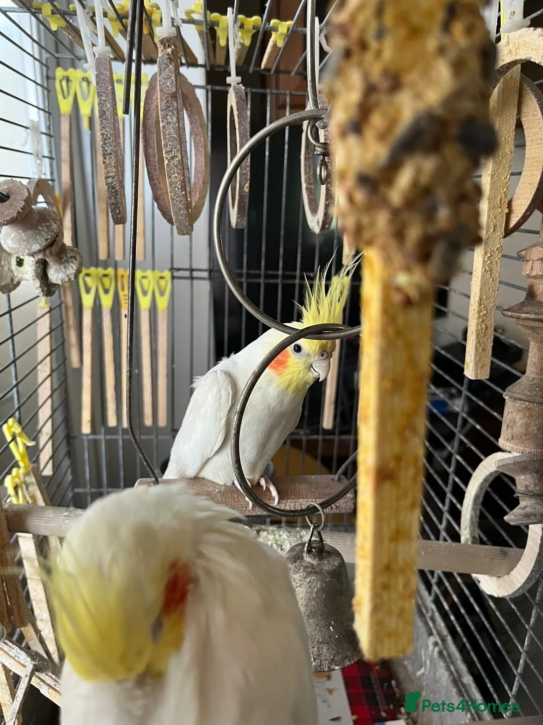 Cockatiels birds for sale: LUTINO COCKATIELS (2) WITH CAGE AND FOOD FOR SALE in Rochester - Advert 2