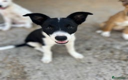 Border Collie dogs for sale: Border collie puppies.  - Image 10