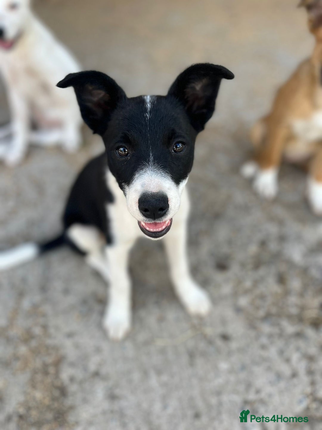 Border Collie dogs for sale: Border collie puppies.  - Image 10