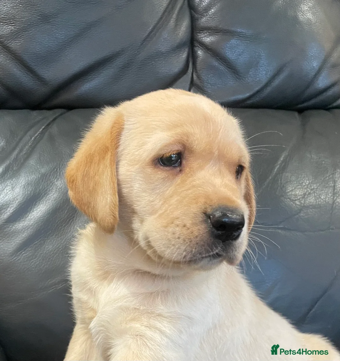 Labrador Retriever dogs for sale: Yellow Labrador puppies - Advert 1