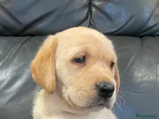 Labrador Retriever dogs Yellow Labrador puppies - Advert 1