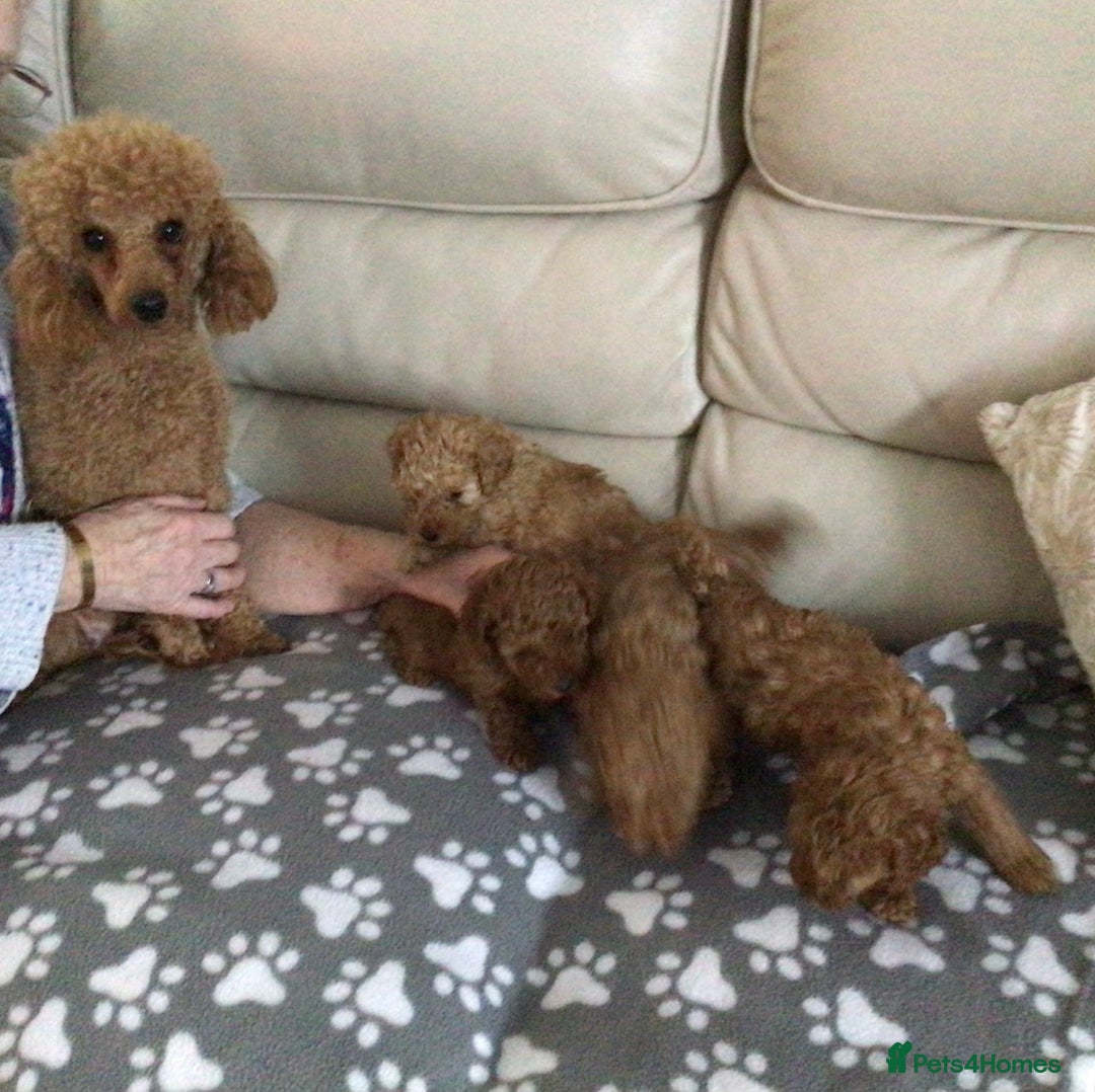 Poodle dogs for sale: Toy poodles red and apricot  - Advert 1