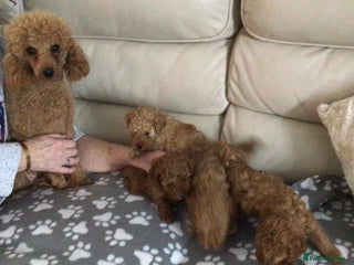 Poodle dogs Toy poodles red and apricot - Advert 1