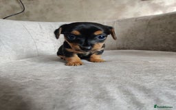 Mixed Breed dogs for sale: Four Little Ones:Sweet Female Puppies Seeking Home - Image 18
