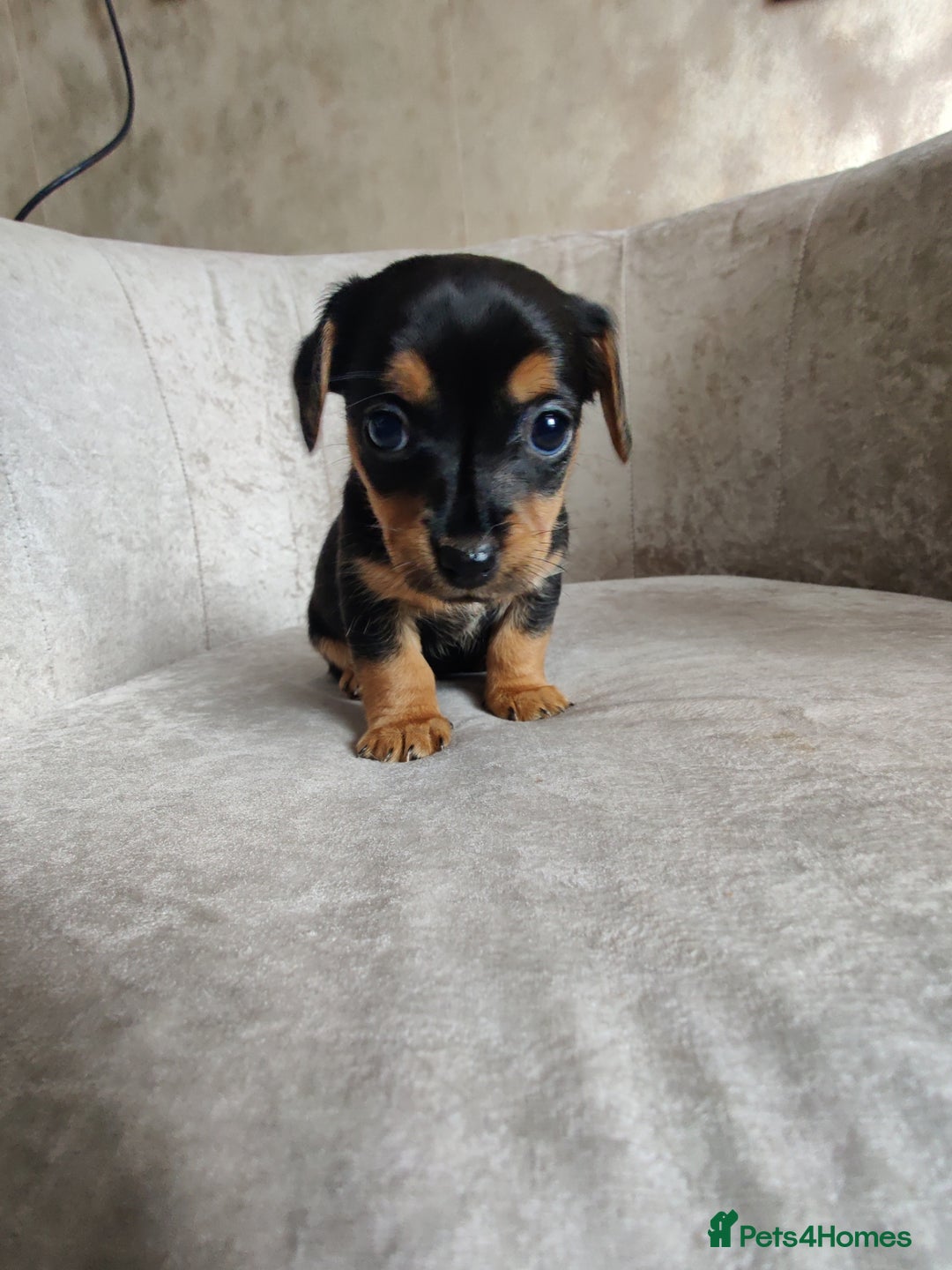 Mixed Breed dogs for sale: Four Little Ones:Sweet Female Puppies Seeking Home - Image 18