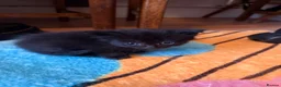 Domestic Shorthair cats for sale: Adorable 7-Week-Old Kittens Ready for Loving Home! in London - Advert 26