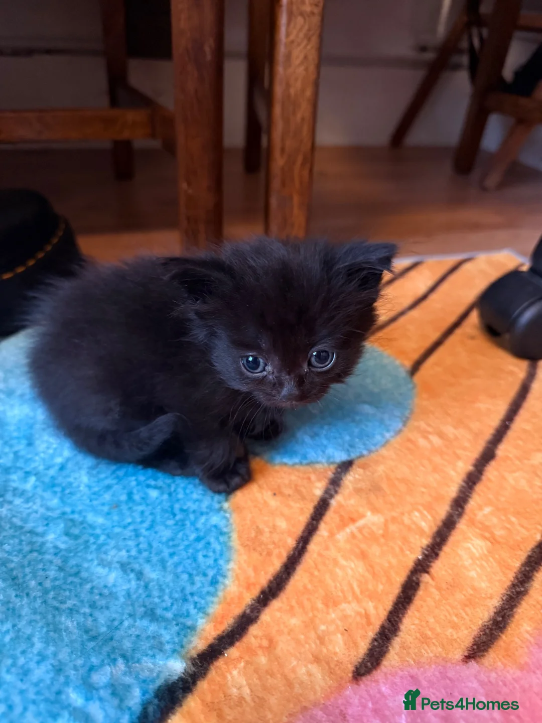 Domestic Shorthair cats for sale: Adorable 7-Week-Old Kittens Ready for Loving Home! in London - Advert 26