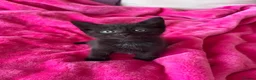 Mixed Breed cats for sale: 6 gorgeous kittens  - Advert 15