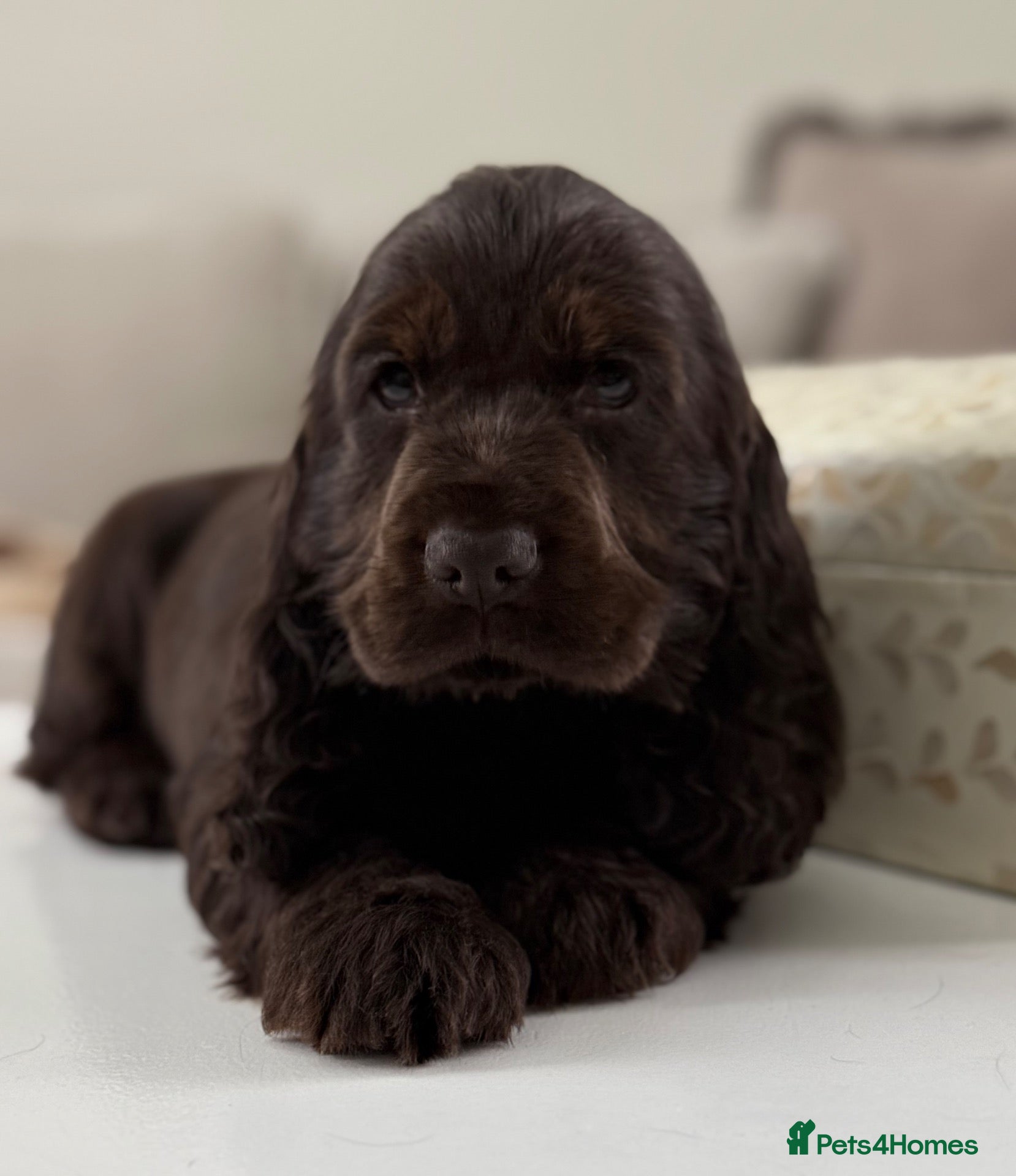 Cocker Spaniel dogs Show type cocker spaniels - Advert 2