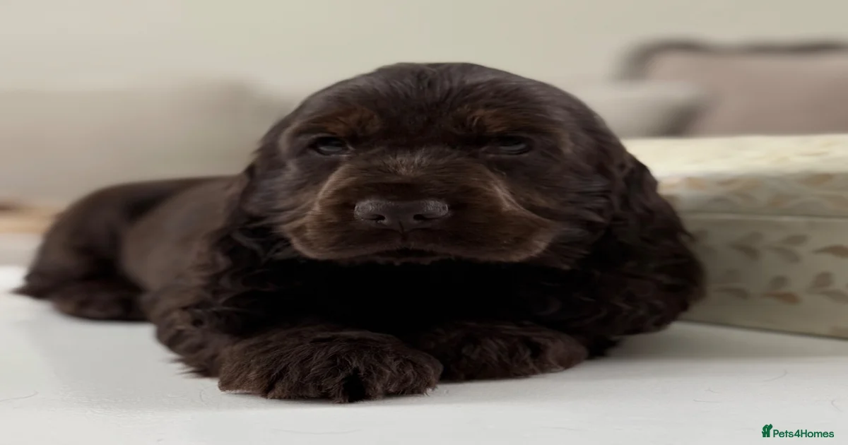 Cocker spaniels Puppies for sale | Pets4Homes