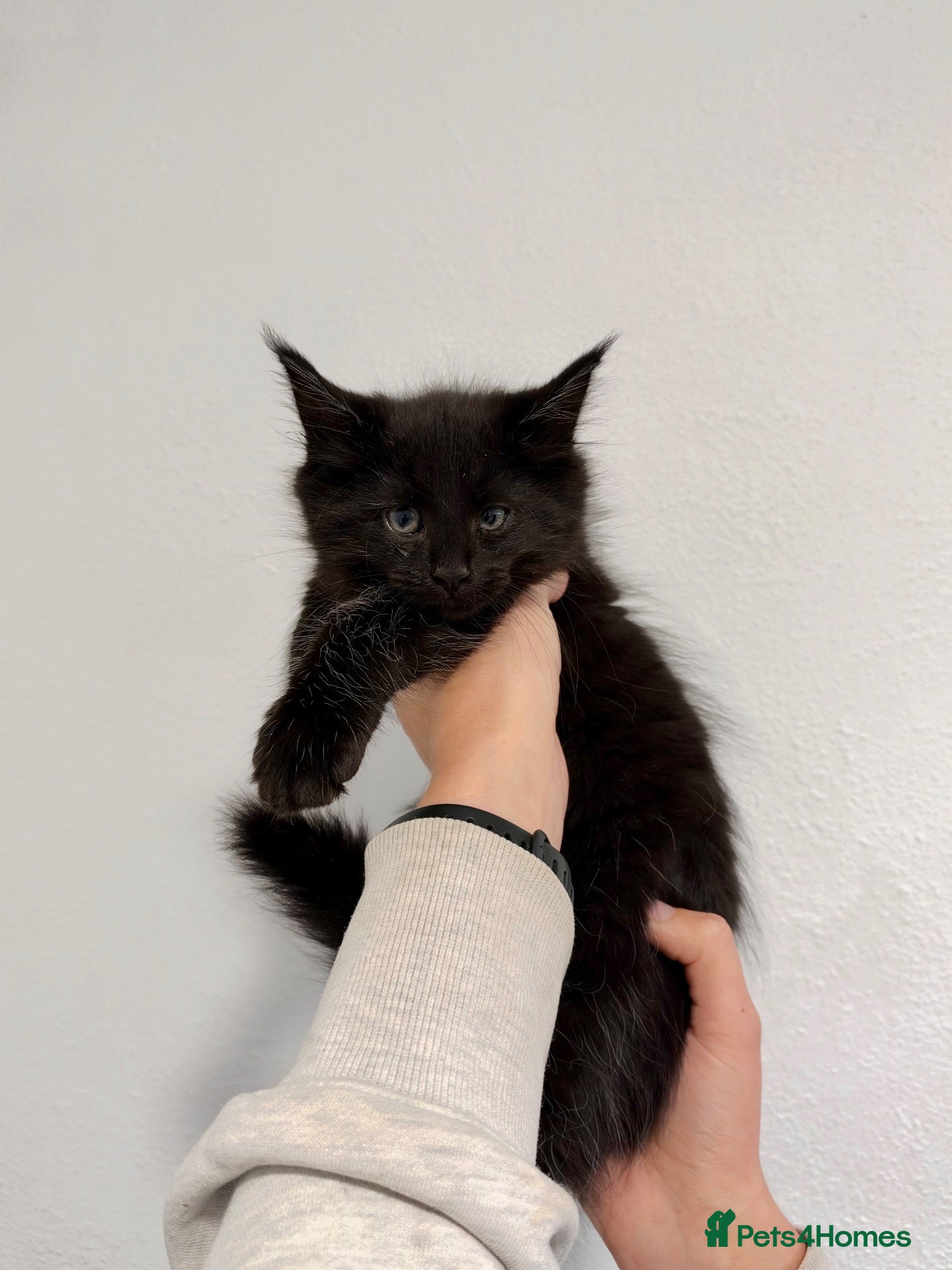 Maine Coon cats for sale: 1 beautiful Maine Coon kitten left! - Advert 6