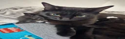 Domestic Shorthair cats for sale: Gorgeous black kitten needs rehoming in Loughborough - Advert 4