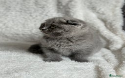 Scottish Fold cats for sale: Scottish fold and straight kittens  - Image 15