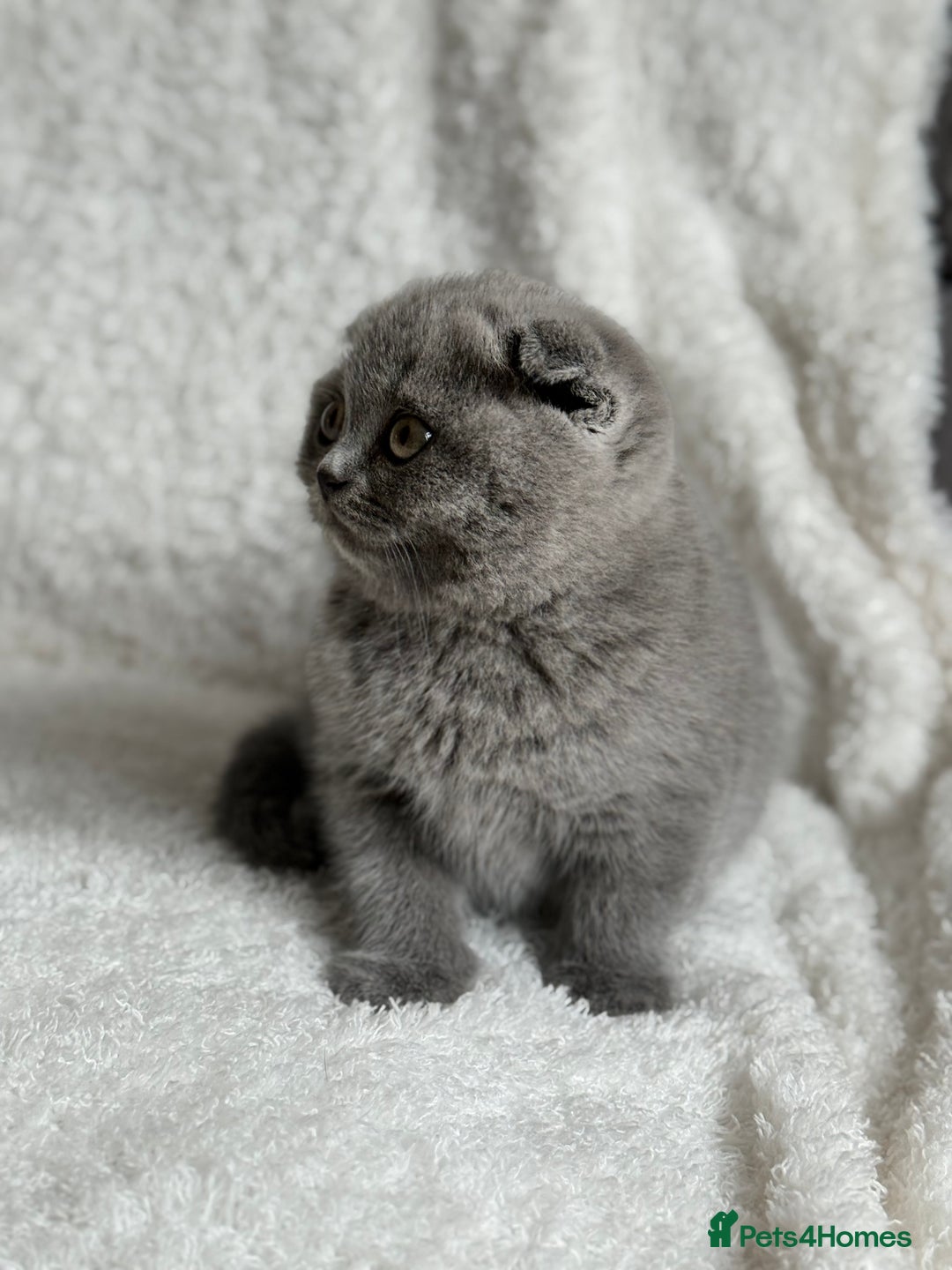 Scottish Fold cats for sale: Scottish fold and straight kittens  - Image 15