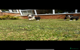 Border Collie dogs for sale: Gorgeous Border Collie Puppies  - Image 11