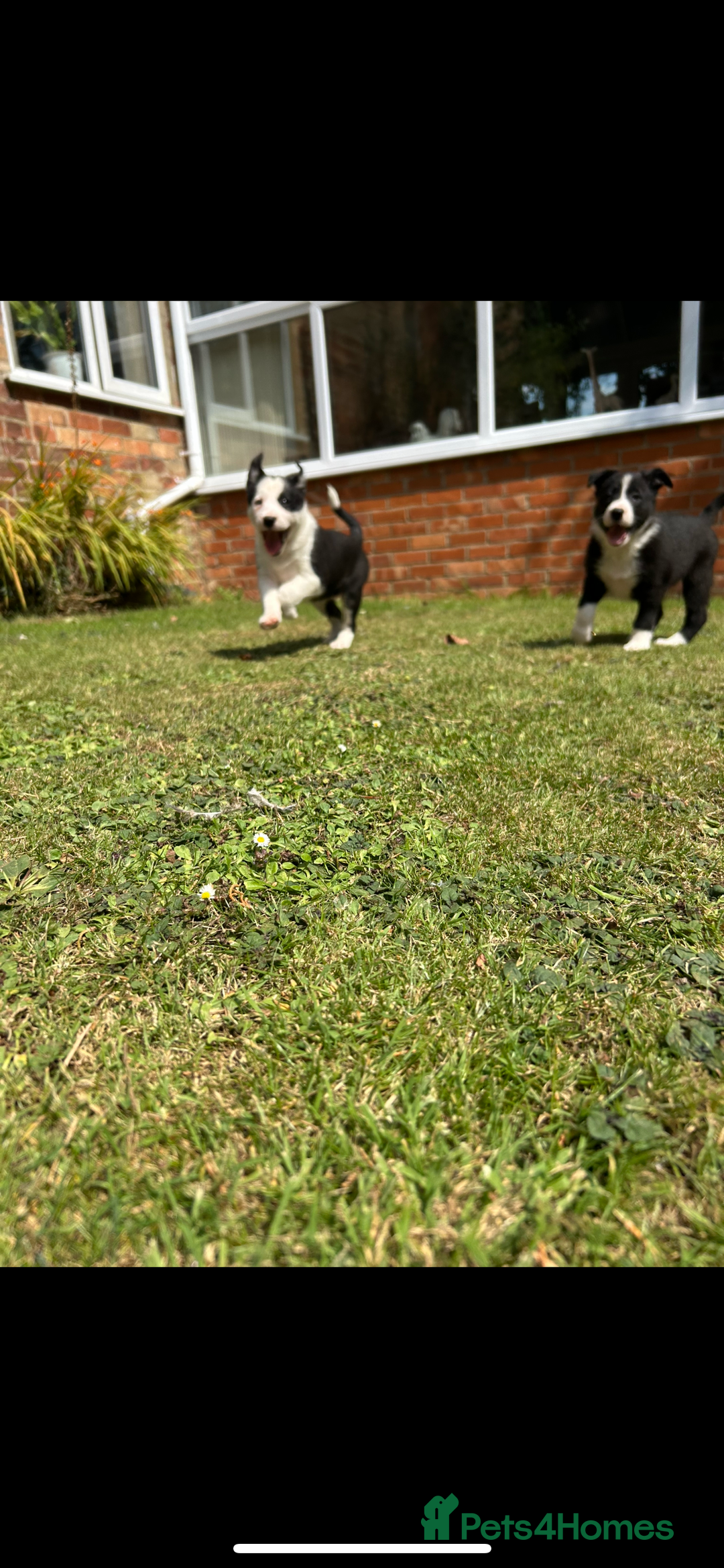 Border Collie dogs for sale: Gorgeous Border Collie Puppies  - Image 11