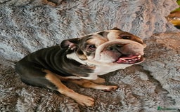 English Bulldog dogs for sale: English bulldog  - Image 3