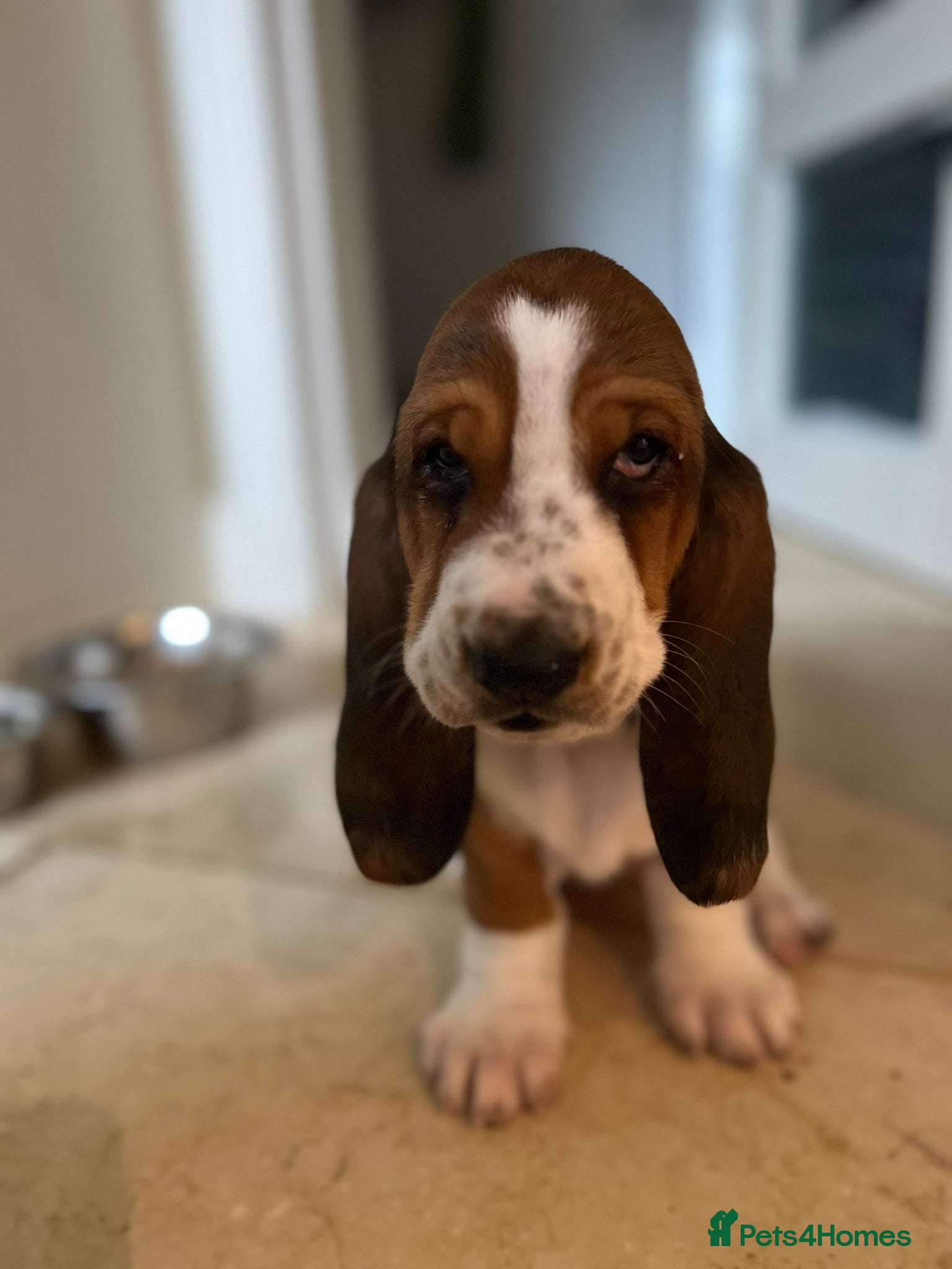 Basset Hound dogs Basset Hound Puppies - Advert 4